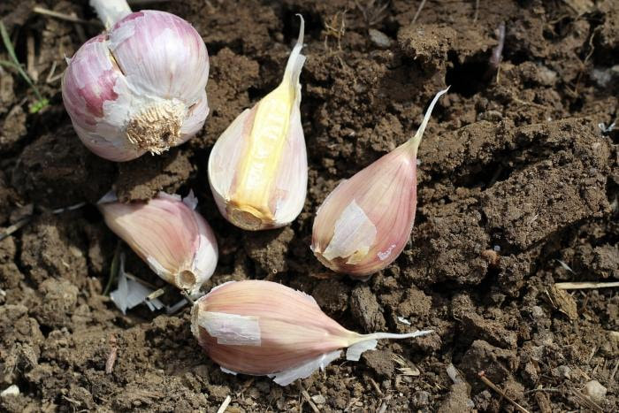 Red DukeGarlic-planting now Garlic seeds pack of 30 cloves from 3 bulbs Live Seeds