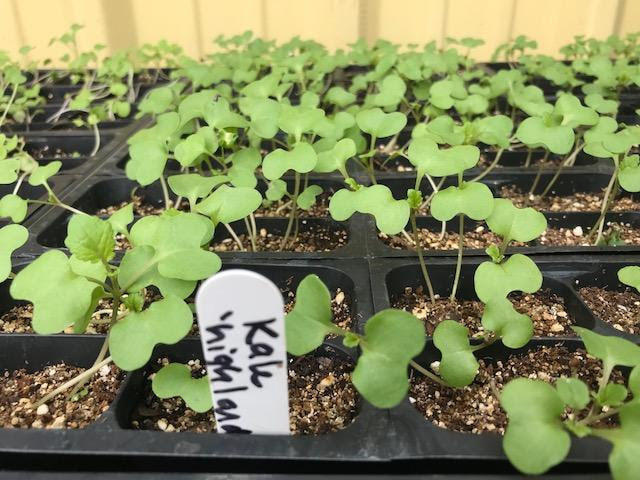 Why Start Plants From Seed Burlington Garden Center